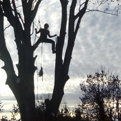 Aborist up a large tree