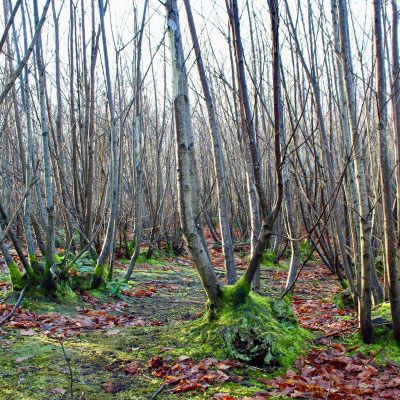 Coppiced birch trees