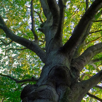 Crown of a tree being reduced