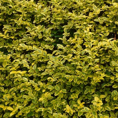 Hedge in need of cutting