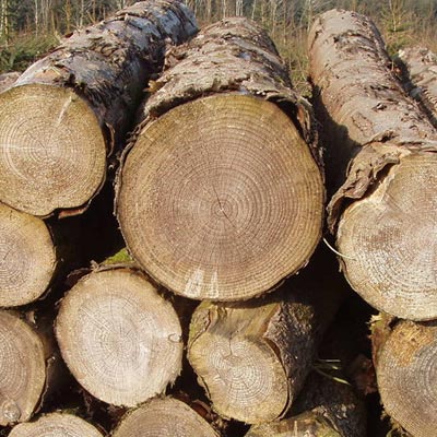 Large pile of wood after processing