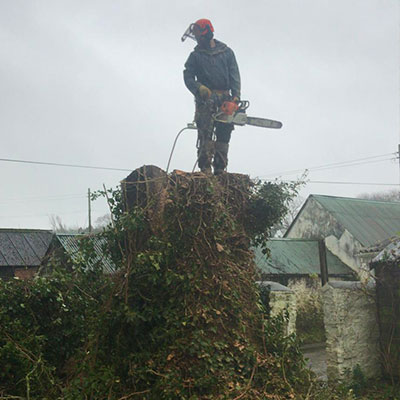 Large tree felling by AA Tree Care