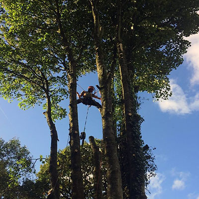Aborist pruning braches from a large tree